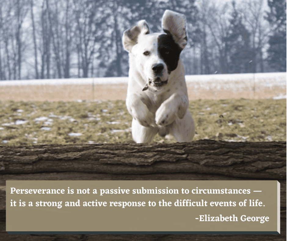 In the image for the 19th motivational quote, a dog leaps over a fallen tree.