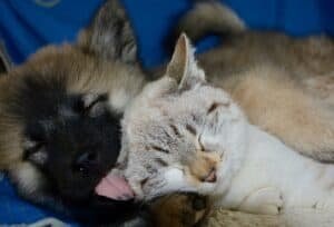 Image of a German shepherd puppy cuddling with and licking a kitten. Symbolizes nurturing graduate student mental health